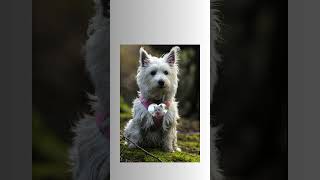 "Il Cane Chef" #shorts #cute #animals #viralvideo #animals #dog #amicifelini