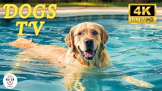 Soothing Music to Relax Your Dog! Calm Your Dog and Combat Anxiety! Sleep Music for Dogs