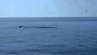 Sperm whale in the Bay of Fundy