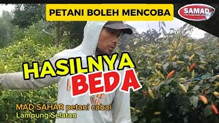 PETANI BOLEH MENCOBA PUPUK SAMAD. HASILNYA BEDA #pupukorganik #pupukSAMAD