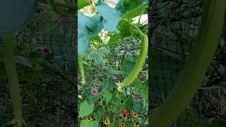 Bottle gourd and luffa gourd growing in the garden