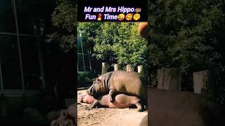 Mr and Mrs🦛🥰 | animal love | animal mate | @Wildshikaari007 | #shorts #love #romantic