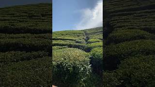 Tea Garden ~ tea ☕️ | #shorts #teagarden #darjeeling |