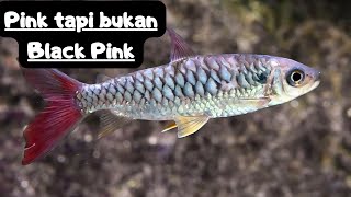 PINK TAPI BUKAN BLACK PINK !!! Ikan Pink Tail Chalceus ( ikan ekor pink )