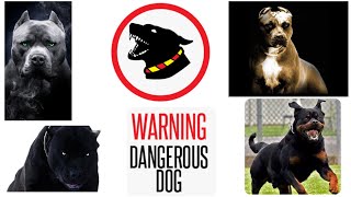 #Dangerous#Dogs इन कुत्तों को देखते ही जान बचाकर भागे वरना  / Most Strongest and Fearless Dog Breeds