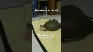 Pet turtle 😊