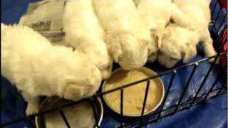 Baby Bichons eating their first meal