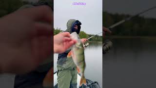 This is perch fishing master.