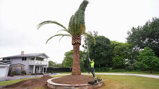 Bridgeman Downs - Canary Island Date Palm