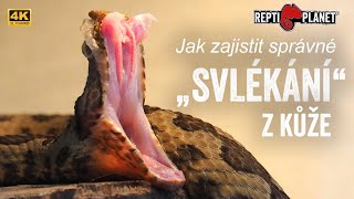 Jak zajistit správné "svlékání z kůže" u hadů / How to ensure proper "skin stripping" of snakes