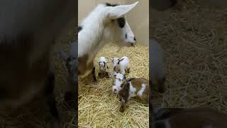 4th Dwarf Nigerian momma- triplets !