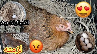 لزمت الجريذي بعد معاناة وعدمته😎😳 الافراخ كبرت🐤🐓دقوز يريد عروس