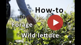 Wild lettuce identification