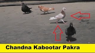 Pakre Howe kabootar khool Diye Or ak kabootar Utra kisi ka..