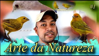 Arte da natureza #1 - Comedouro para pássaros - Canon SX50HS