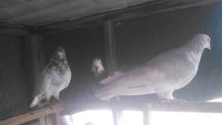 New Tukri 26 Pigeons Training Introduction Video..