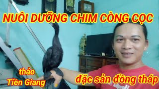 CÁCH CHĂM SÓC VÀ NUÔI DƯỠNG CHIM CÒNG CỌC.Đặc sản mồi bén của Đồng Tháp ...