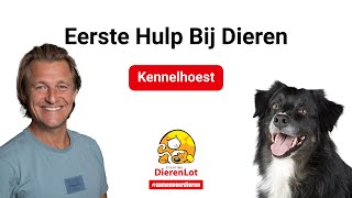 Wat is kennelhoest bij honden?