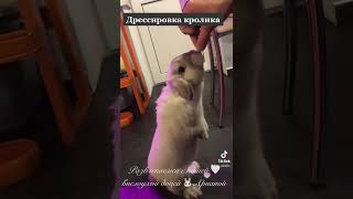 Смешные животные | Приколы с животными 2022 | Вислоухий Кролик Funny animals