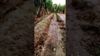 कैसा है प्रबंध #farming