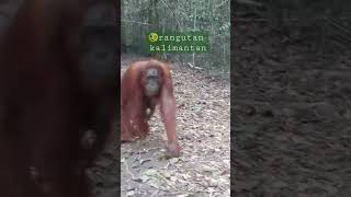 Orangutan kalimantan #tanjung_puting_national_park #indonesia_orangutan_tours