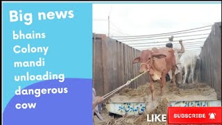 dangerous cow unloading/bhains colony mandi updates