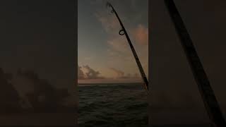 Esse era BRUTO demais - Rock Fishing na Praia do Forte/BA #shorts