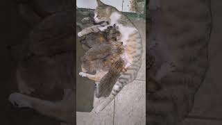 Sosok ibu kucing yang tangguh #shorts #kucing #viral