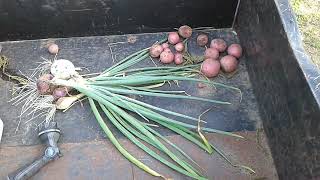 Onions and Potatoes Harvested from my garden for my supper - short update 4-26-24 |