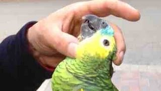 Hot To Pet An Amazon Parrot On His Head