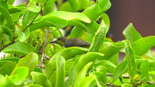 Olive-Backed Sunbird Morning Buffet - Sony A1 4K 60p