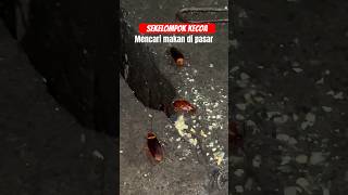 Kecoa mengerikan berkumpul mencari makan #shorts #animals #food