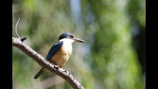 Sacred Kingfishers of Suburbia