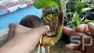 Proses awal untuk Membuat bonsai kelapa