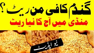 Wheat price in Pakistan 2023|Gundam ka rate today Punjab Pakistan|گندم کا نیا ریٹ