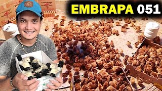 CHEGOU AS 200 EMBRAPAS 051 + Dicas de Manejo e criação, não erre na sua produção!!