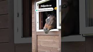 Moje fotografie ze Stadniny Koni Żarnowo 😁 #foto #fotografia #horse #horseriding #jezdzekonno