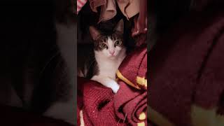 Cat invades closet