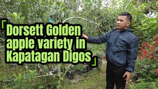 Dorsett golden apple variety trained into espalier here in Kapatagan, Digos City Philippines.