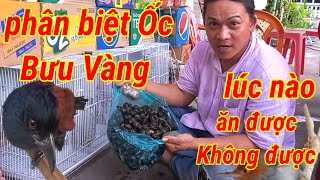 Phân Biệt Ốc Bưu Vàng Lúc Nào Ăn Được,Lúc Nào Không Được Cho Mọi Người Và Bọn Trẻ. Ốc Bưu Bị Bệnh Lạ