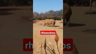 le rhinocéros zoo