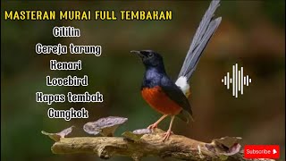 MASTERAN TERBAIK BURUNG MURAI BATU FULL TEMBAKAN TAJAM ISIAN KENARI CILILIN CUNGKOK #masteranburung