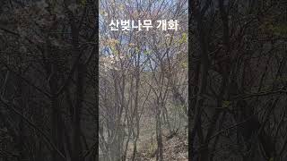 자연재벌농부의 인생정원 산벚이 꽃을 피우고 있습니다  #라엘의숲 #산벚나무 #산림정원