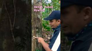 MENGENAL WARNA GETAH POHON NYATOH Palaquium sp #tanaman #nyatoh #hutan #pohon