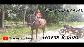 Stallion Baadal | Nowgawa Sadat | Hasan raza Horse  | स्टालिन बादल