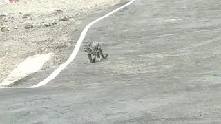 Unbelievable! Snow Leopard Spotted On Nelong Valley Bridge In Uttarakhand.