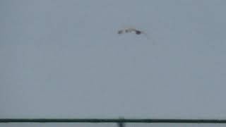 Short-eared Owl