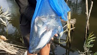 Sebentar saja sudah penen ikan disini || branjang ikan