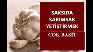 Saksıda Kolay Sarımsak Yetiştirme | Balkonda, Pencerede | Çok Basit