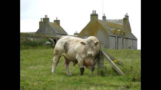 A Bull having a scratch in the Orkneys